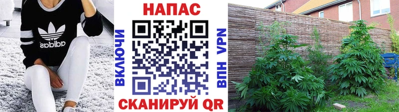 гидра ссылки  Вяземский  Бошки марихуана OG Kush 